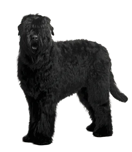 Russischer-Schwarzer-Terrier-2