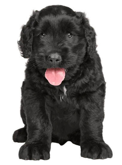 Bild für Russischer Schwarzer Terrier