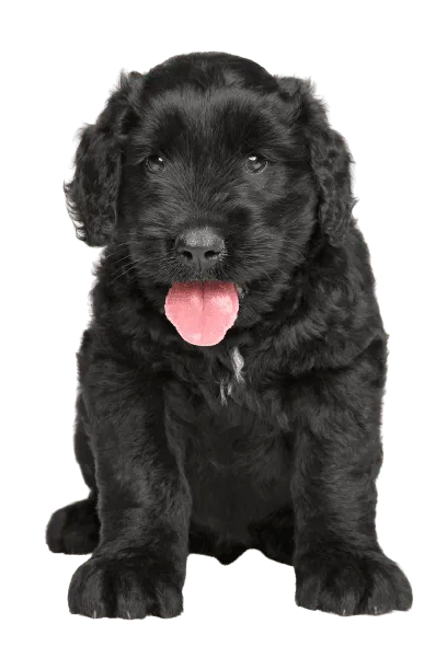 Russischer Schwarzer Terrier Bild