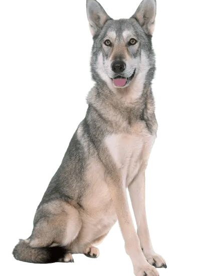 Bild für Saarlooswolfhund