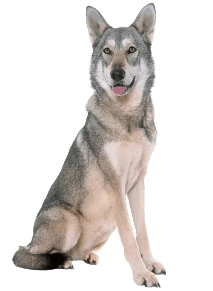 Saarlooswolfhund Bild