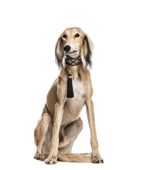 Saluki