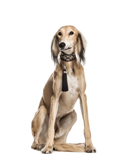 Saluki