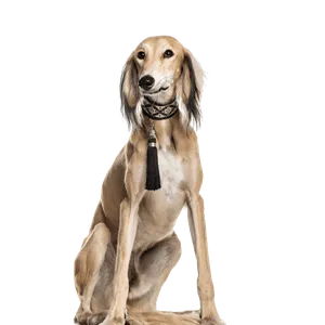 Saluki
