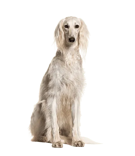 Saluki