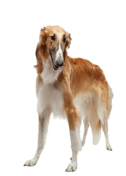 Saluki