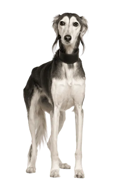 Saluki