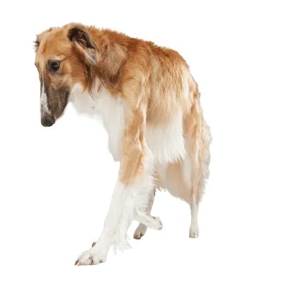 Saluki