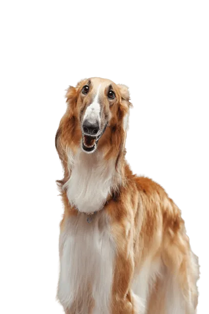 Saluki Bild