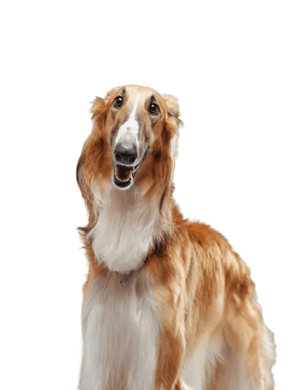 Bild für Saluki