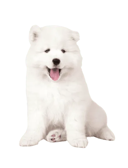 Samojede Puppy