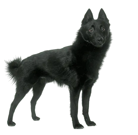 Schipperke