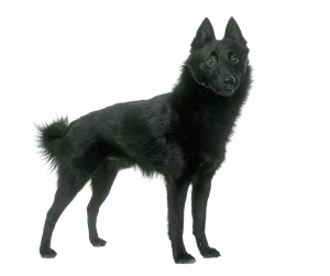 Schipperke