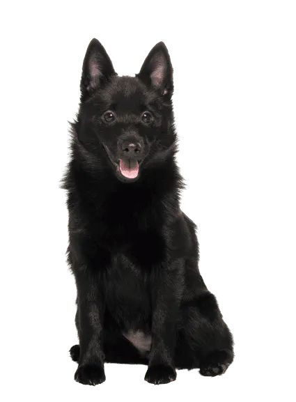 Schipperke (4)