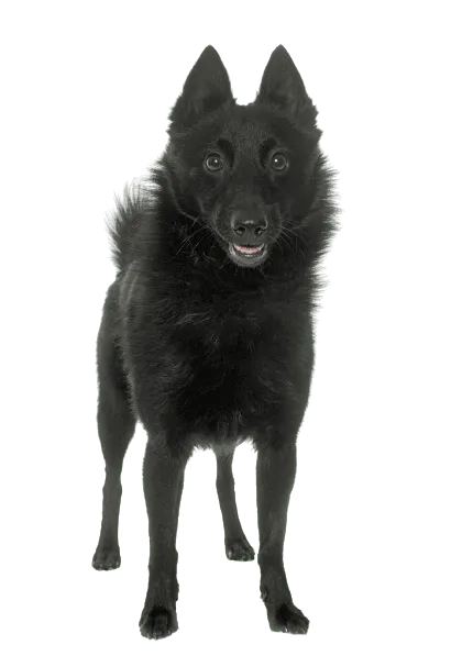 Schipperke