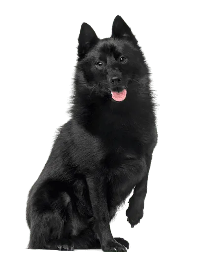Schipperke