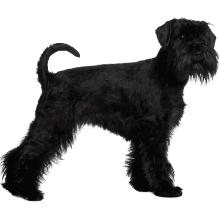 Standard Schnauzer (3)