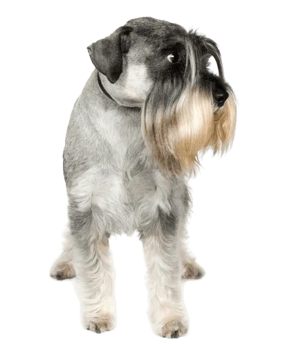 Standard Schnauzer (2)