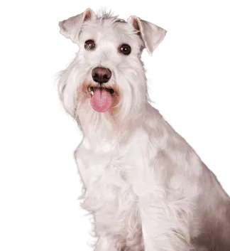 Schnauzer Bild