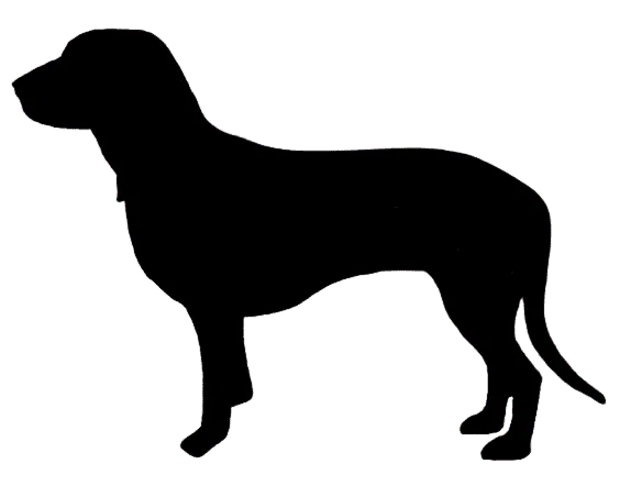 Schweizerischer Niederlaufhund Bild