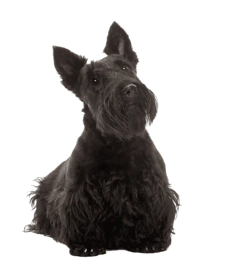 Scottish Terrier