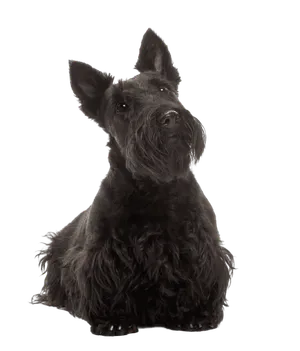 Scottish Terrier