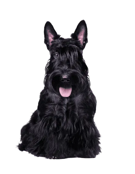 Scottish Terrier