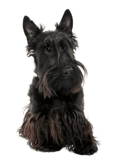Scottish Terrier