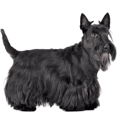 Scottish Terrier