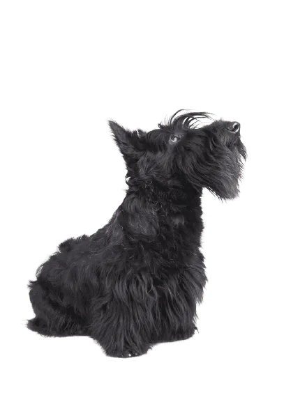 Scottish Terrier