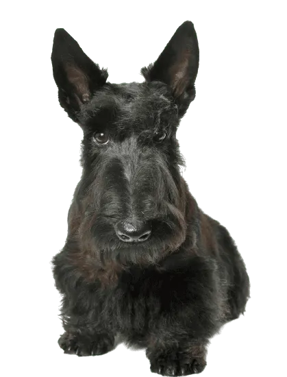 Bild für Scottish Terrier
