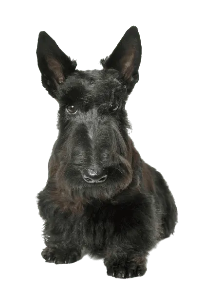 Scottish Terrier Bild