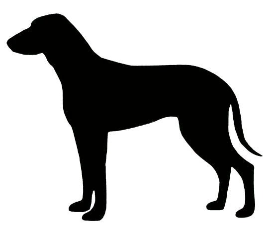 Segugio Italiano (Kurzhaar) Bild