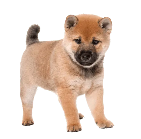 Shiba Inu Puppy