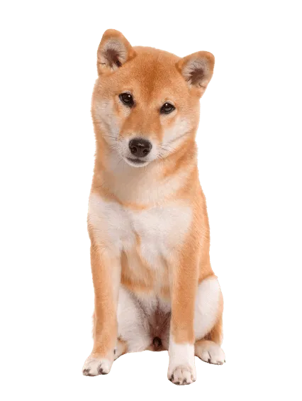 Shiba Inu Adult