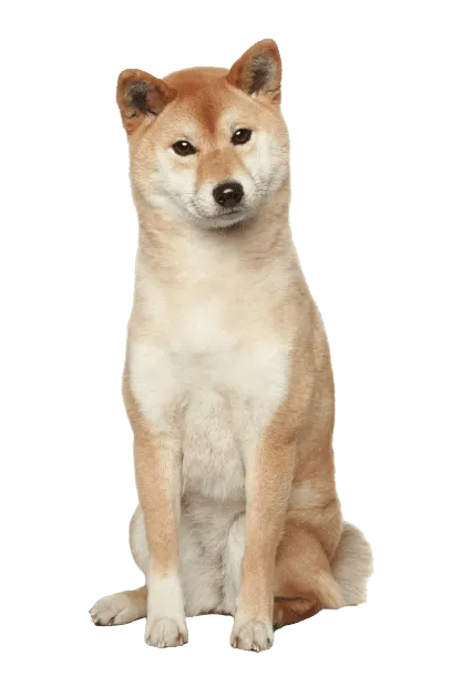 Shiba Inu Senior