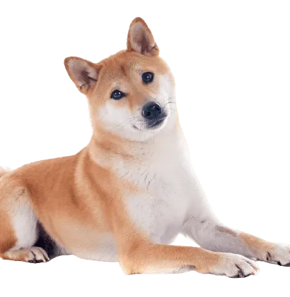 Shiba Inu (2)