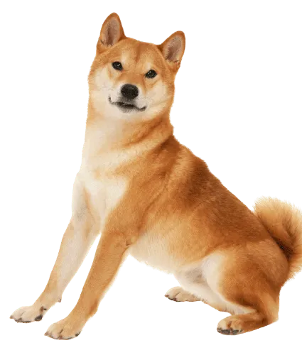 Shiba Inu (1)