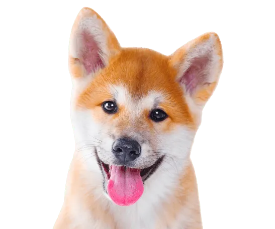 Shiba Inu Bild