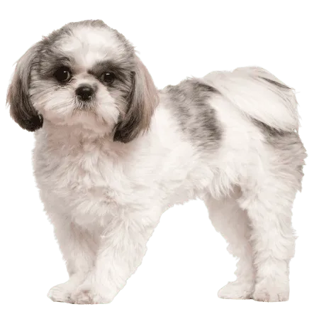 Bild für Shih Tzu