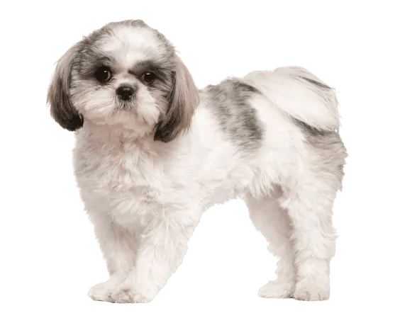 Shih Tzu Bild