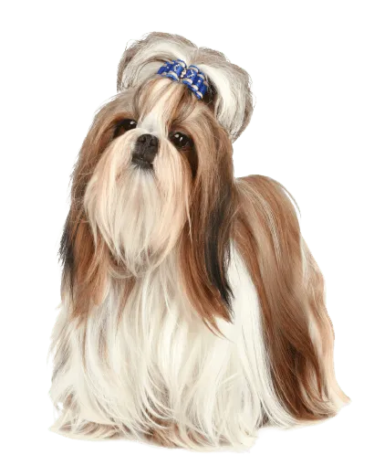 Shih Tzu (2)