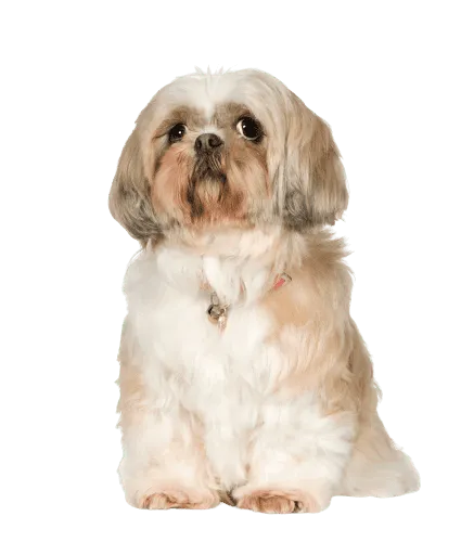 Shih Tzu (5)