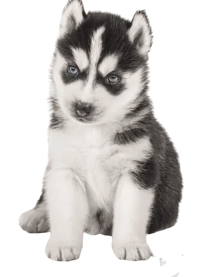 Siberian Husky (6)