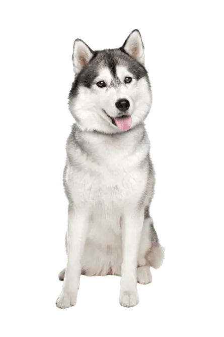 Siberian Husky (5)
