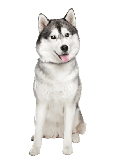 Siberian Husky (5)