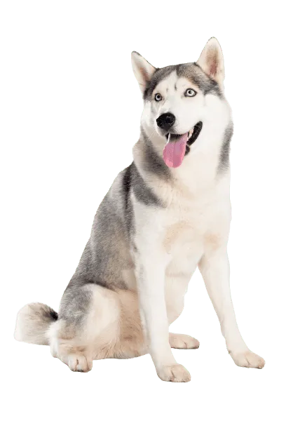 Siberian Husky (3)