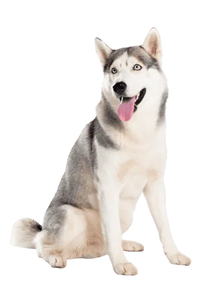 Siberian Husky (3)