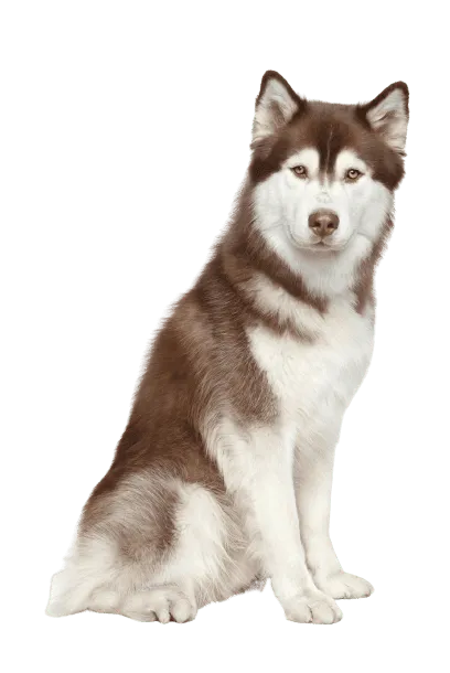 Siberian Husky (4)