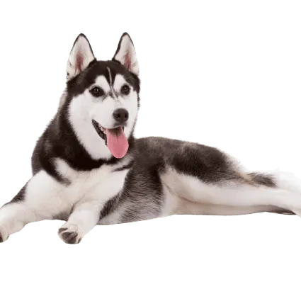 Siberian Husky (2)